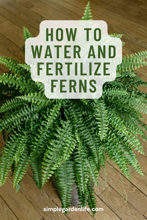 10 Easy Steps to Fertilize Ferns the Right Way