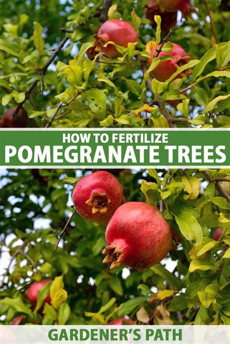 10 Easy Steps to Fertilize Your Pomegranate Trees for Bountiful Harvests