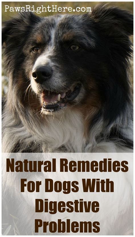 10 Effective Remedies for Colitis in Dogs