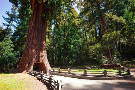 10 Enchanting Places to Stay Near the Redwoods