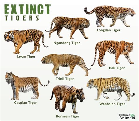 10 Enchanting Types of Tigers: A Comprehensive Guide