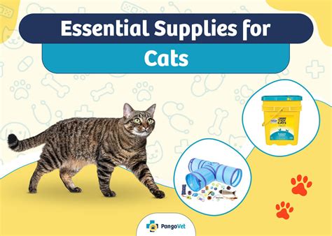 10 Essential Cat Fish Oil Toys and Accessories for 2025