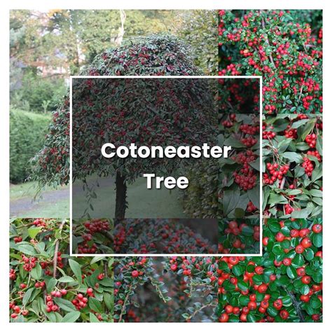 10 Essential Cotoneaster Tree Fertilizer Tips for a Thriving Garden