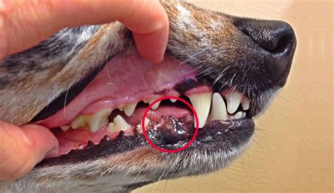 10 Essential Facts About Melanoma in Dogs' Mouths