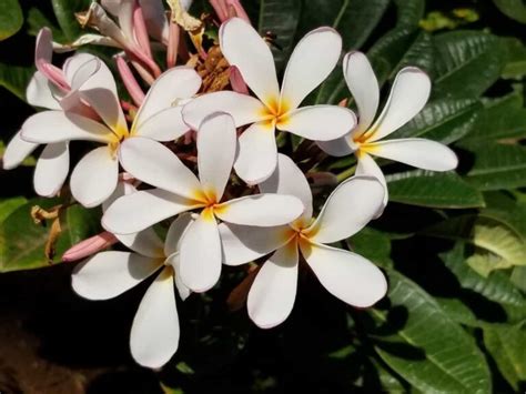 10 Essential Fertilizer Secrets for Luscious Plumerias