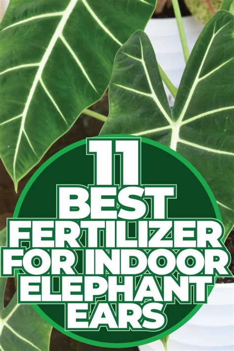 10 Essential Fertilizer Tips for Elephant Ears