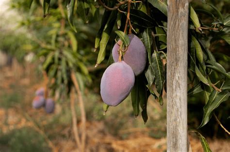 10 Essential Fertilizer Tips for Mango Tree Productivity