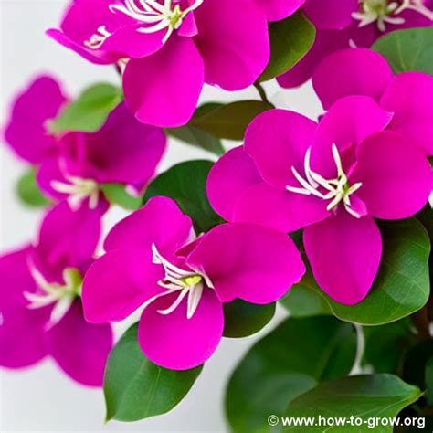 10 Essential Fertilizer Tips for Thriving Bougainvilleas