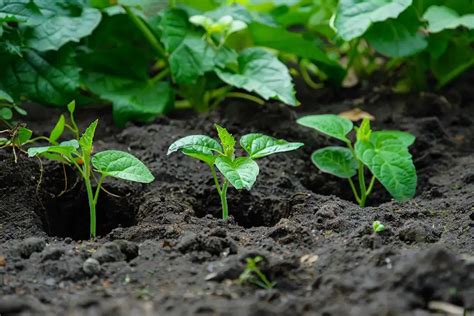 10 Essential Fertilizer Tips for Thriving Seedlings