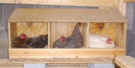 10 Essential Nesting Boxes for Chickens: Guide and Tips