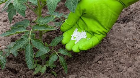 10 Essential Plant Starter Fertilizers for a Thriving Garden