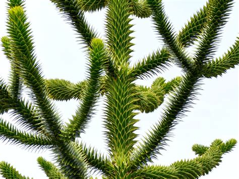 10 Essential Steps for a Monkey Puzzle Tree Purchase