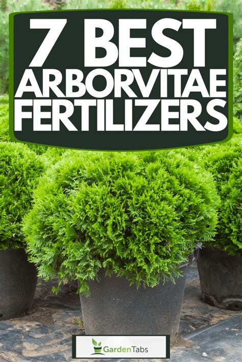 10 Essential Tips for Arborvitae Fertilizer Spikes Success