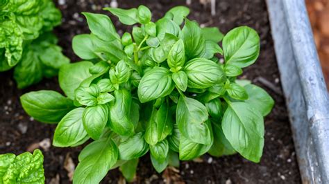 10 Essential Tips for Fertilizing Basil for Bountiful Growth & Vibrant Flavor