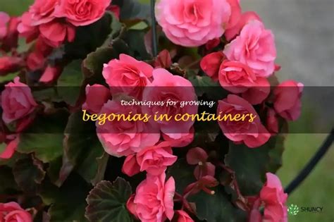 10 Essential Tips for Fertilizing Begonia Plants