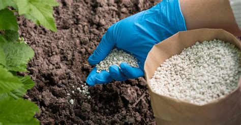 10 Essential Tips for Fertilizing Lawn Seed: The Ultimate Guide (2023)