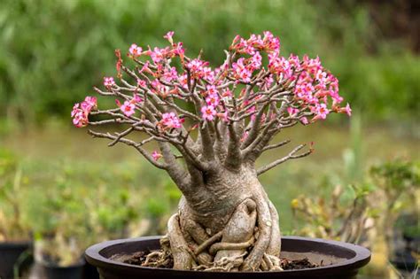 10 Essential Tips for Fertilizing Your Desert Rose to Boost Growth and Bloom