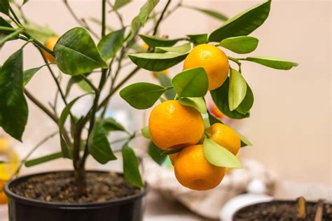 10 Essential Tips for Lemon Tree Fertilization