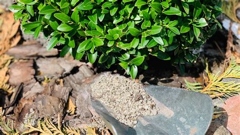 10 Essential Tips for Shrub Fertilization: A Comprehensive Guide