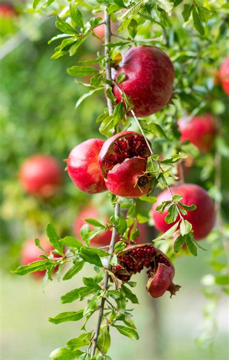 10 Essentials for Fertilizing Your Pomegranate Tree for Abundant Harvests