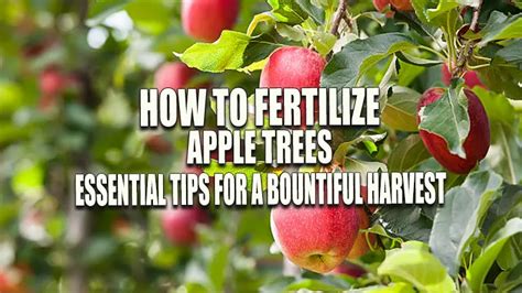 10 Expert Tips for Fertilizing Apple Trees for Bountiful Harvests