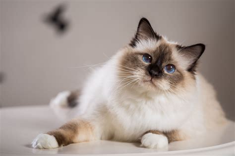 10 Fascinating Birman Cat Breed Characteristics to Know by 2025