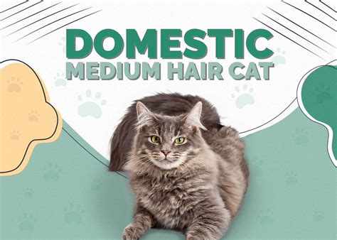 10 Fascinating Facts About Domesticated Medium Hair Cats: A Comprehensive Guide