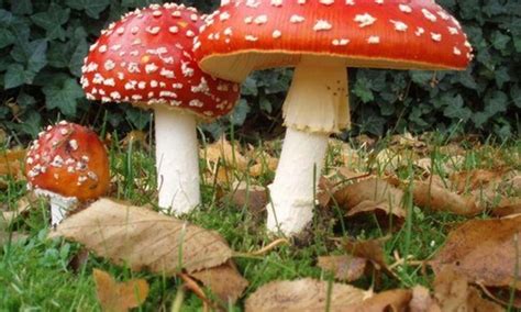 10 Fascinating Mushroom Wig Facts That Will Blow Your Mind