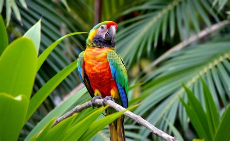 10 Fascinating Parrot Species and Their Enchanting Traits for 2025: A Comprehensive Guide