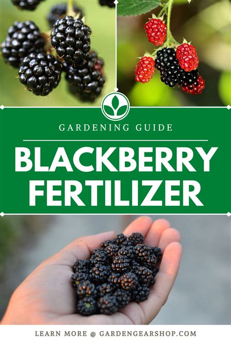 10 Fertilizer Tips to Boost Your Blackberry Harvest