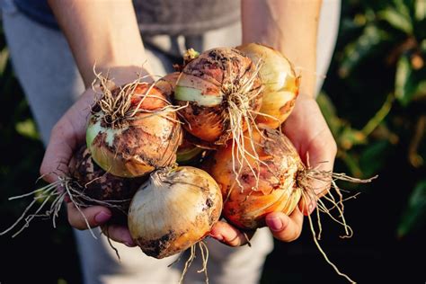 10 Fertilizers for Onion Plants That Will Boost Yields By 50%