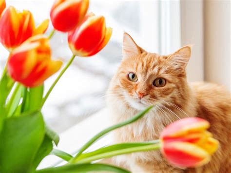 10 Flowers Safe for Your Feline Friends: A Guide to Safe and Beautiful Blooms