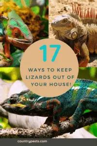 10 Foolproof Ways to Keep Lizards Out of Your Home in 2025