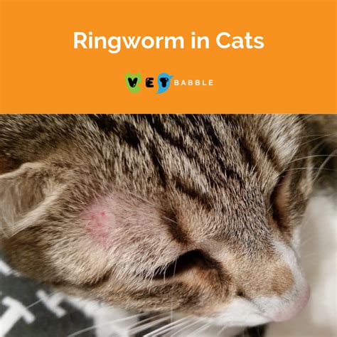 10 Foolproof Ways to Treat Ringworm in Cats