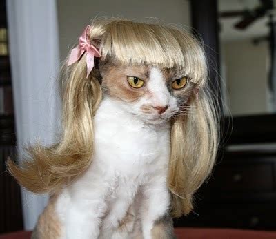 10 Gorgeous Cats That Prove Wigs Are Not Just for Humans