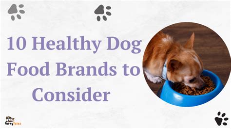 10 Healthy Dog Food Brands for the Entire Year