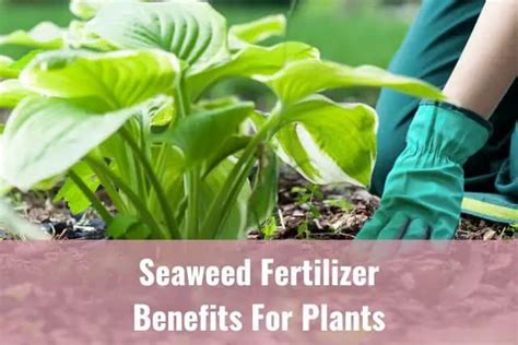 10 Incredible Seaweed Fertilizer Benefits for Your Plants