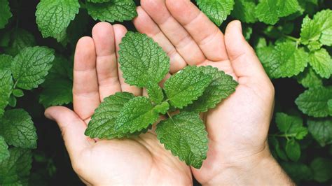 10 Incredible Substitutes for Mint Leaves: A Culinary and Medicinal Guide