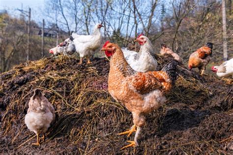 10 Ingenious Manure Mixing Machine Chicken Strategies You Need to Know