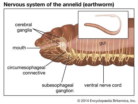 10 Intriguing Invertebrates That House Ganglia: Unraveling the Secrets of Nervous System Complexity