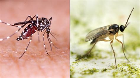 10 Key Differences That Set These Pests Apart