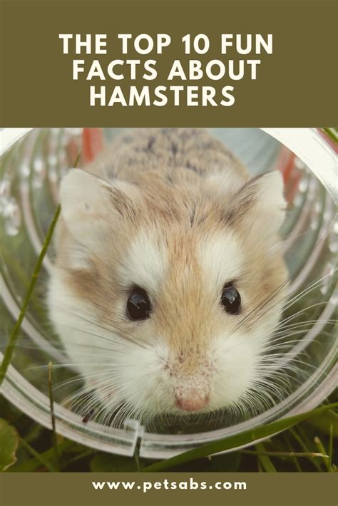 10 Key Facts About the Meme Hamster