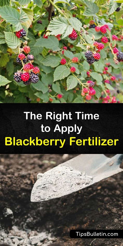 10 Killer Tips for Fertilizing Blackberries