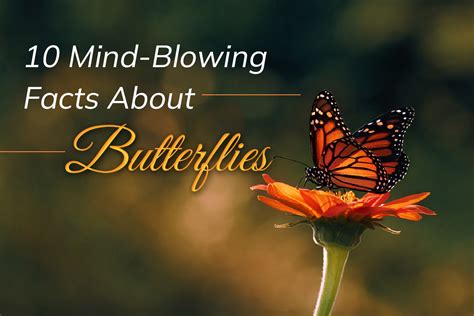 10 Mind-Blowing Facts About Agrias Butterflies: A Colorful Exploration