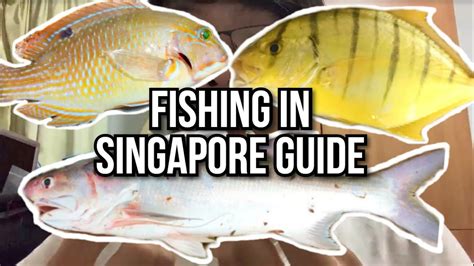 10 Most Popular Types of Fish in Singapore Market