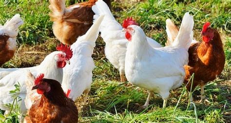 10 Must-Have Poultry Feed Equipment to Boost Flock Productivity