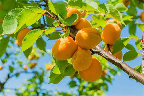 10 Must-Know Facts About Apricot Tree Fertilizer