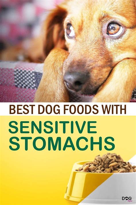 10 Must-Know Sensitive Stomach Dog Foods for Sensitive Pups