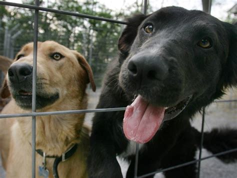 10 Nashville Dog Rescue Organizations to Consider