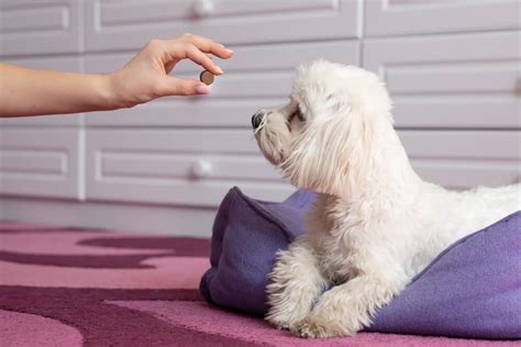 10 OTC Anxiety Meds for Dogs That Work Fast